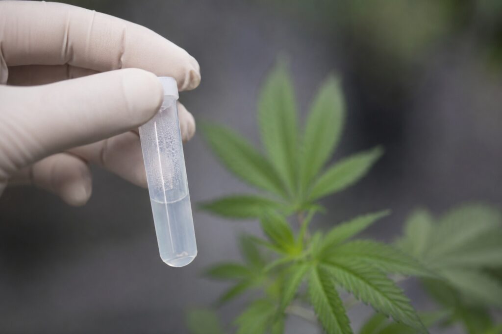 Jak długo thc pozostaje w ślinie